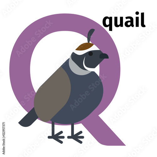 "English animals zoo alphabet with letter Q. Quail vector illustration