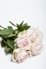 Pink rose isolated on white background. 