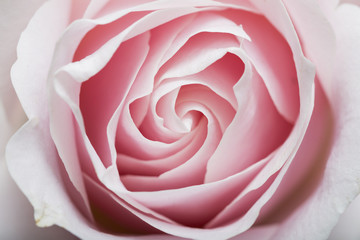 Pink rose isolated on white background. 