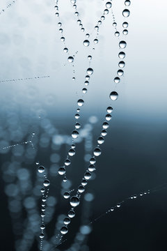 Spider web with dew drops closeup