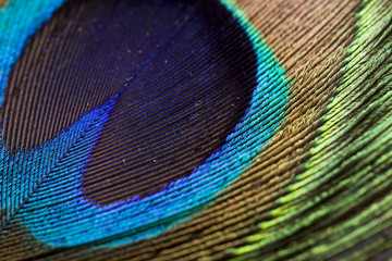 Fototapeta premium peacock feather closeup