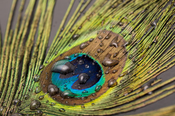 Fototapeta premium peacock feather closeup