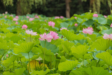 The Lotus Flower.Background is the lotus leaf and lotus flower and lotus bud and lotus flower and tree.
