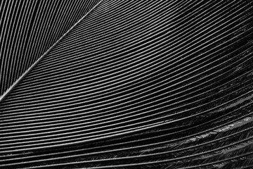 peacock feather closeup