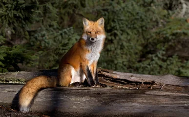 A Red fox (Vulpes vulpes) with a bushy tail in autumn in Algonquin Park, Canada