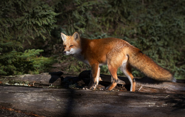 Naklejka na ściany i meble A Red fox (Vulpes vulpes) with a bushy tail in autumn in Algonquin Park, Canada