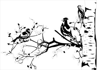 Waxwings sitting on branches of birch tree, monochrome vector illustration