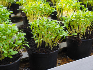 Fresh herbs growing in pots, in a greenhouse