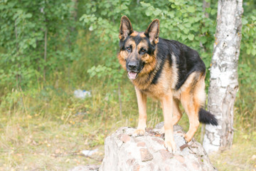 Naklejka na ściany i meble German shepherd dog in a autumn day