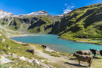 Kuhherde genießt idyllische Alpenlandschaft in Österreich
