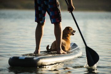 Mix breed dog and man on stand up paddleboard on the lake water - obrazy, fototapety, plakaty