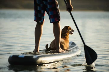 Crédence de cuisine en verre imprimé Chien Mélanger un chien de race et un homme sur une planche à pagaie debout sur l& 39 eau du lac