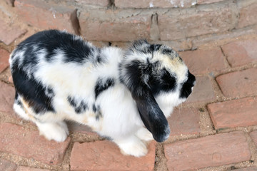 Naklejka premium rabbit