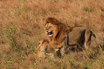 Lion dans la savane de Tanzanie