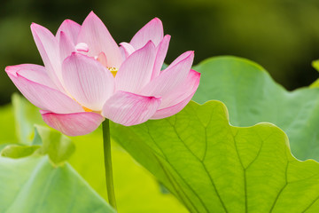 The Lotus Flower.Background is the lotus leaf.