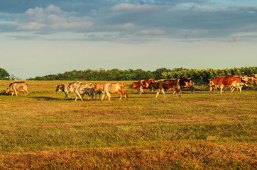 Fototapeta na wymiar Cows go across the field