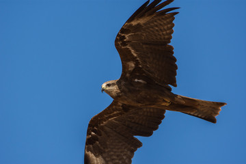A Black Kite (Milvus migrans) close-up in flight