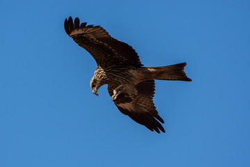 A Black Kite (Milvus migrans) eating in flight