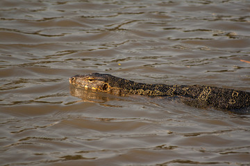 Monitor lizard - Lumpini park - Bangkok