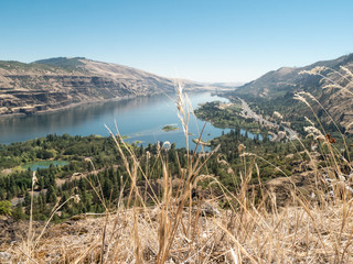 View over Columbia River Gorge on a sunny day with fern in the foreground
