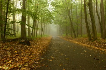 Obraz premium path through the Woods