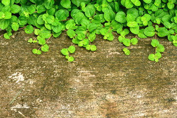 green leaf concrete floor texture background