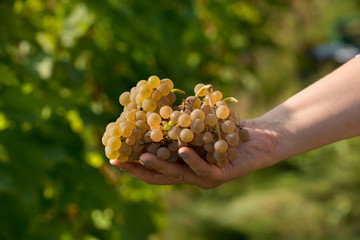 Winogrona w kobiecej dłoni. - 122962762