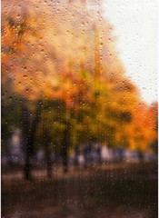 Rainy autumn landscape through a window with raindrops. autumnal mood.