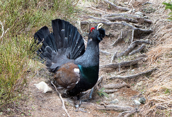 Wood grouse in forest