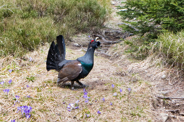 Wood grouse in forest
