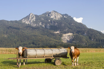 Kühe vor Kitzstein