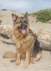 German shepherd GSD