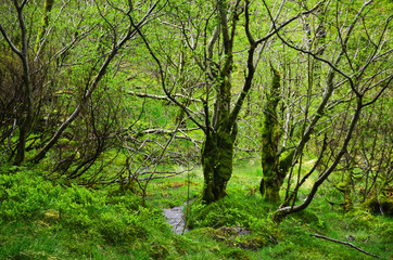 mitten in der Natur