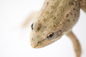 Iberian green frog belonging to the species Rana perezi