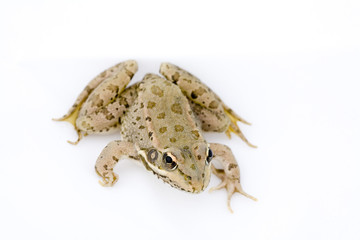 Iberian green frog belonging to the species Rana perezi