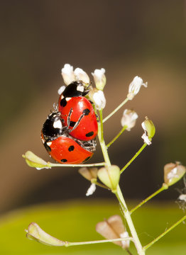 love the world of ladybirds