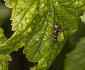 Insect on raspberry leaf