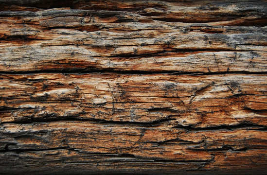 wood eaten by worms, wooden background and texture
