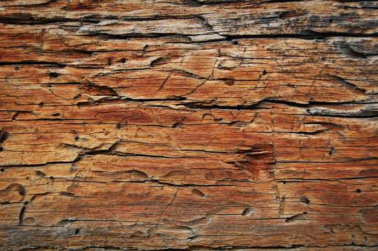 wood eaten by worms, wooden background and texture