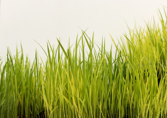 Fototapeta na wymiar rice seeding on white background
