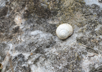 Snail basks in the warmth of the stone