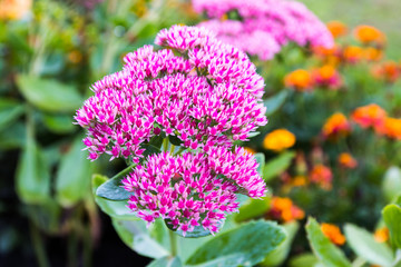 Obraz premium Beautiful nice flower in a good day