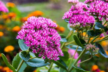 Beautiful nice flower in a good day