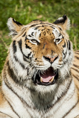 Portrait de tigre