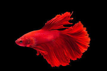 Red fighting fish on black background