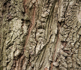 Relief oak bark