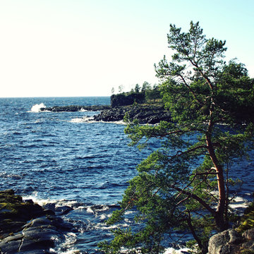 Lake and pine trees. Beautiful northern landscape. Ladoga lake. Aged photo in retro style. Island of Valaam, Republic of Karelya, Russia.