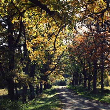 Oak alley. Yellow autumn leaves. Valaam island. Walking in the forests of the Valaam island. Valaam island, Kareliya, Russia.