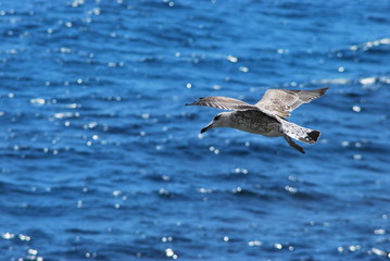 Seagull soaring over the water