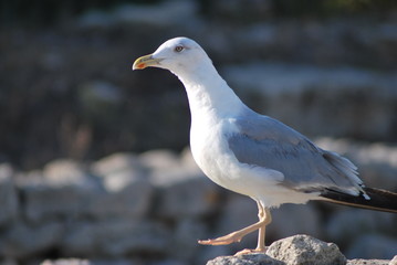 Seagull walks on the beach